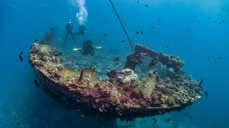 El Gigante Oculto del Pacífico: Descubrimiento de la Mayor Colonia de Coral del Mundo y Su Importancia