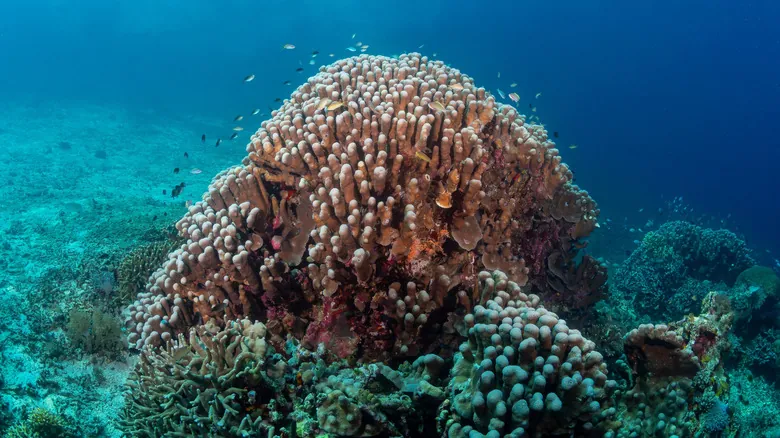 El Gigante Oculto del Pacífico: Descubrimiento de la Mayor Colonia de Coral del Mundo y Su Importancia