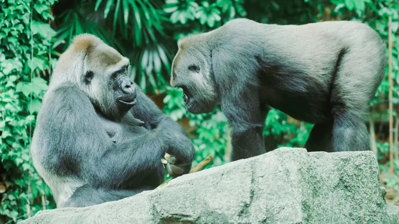 El Gorila Más Grande del Mundo: Historia, Características y Peligros de Conservación
