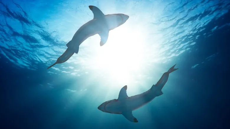 El Gran Tiburón Blanco en Cape Cod: Guía Definitiva para su Avistamiento y Conservación