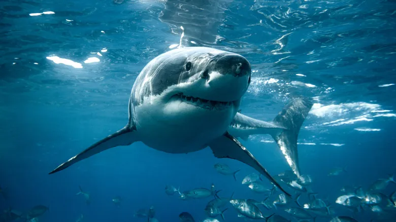 El Gran Tiburón Blanco en Cape Cod: Guía Definitiva para su Avistamiento y Conservación