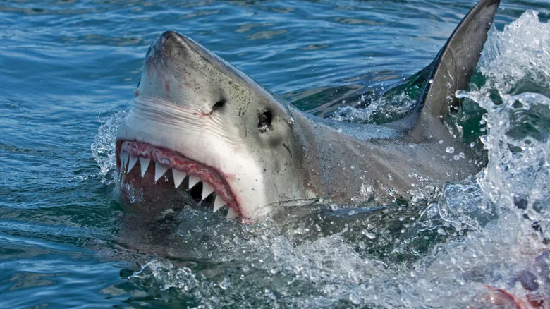 El Gran Tiburón Blanco en Cape Cod: Guía Definitiva para su Avistamiento y Conservación