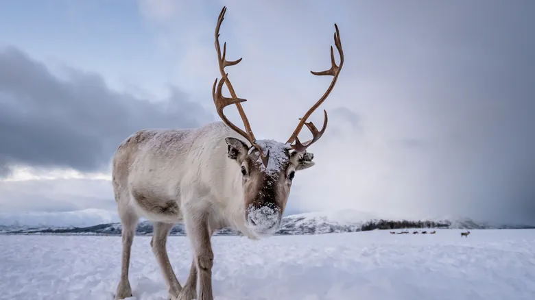 El Legado Oculto del Mamut Lanudo: ¿Qué Pasaría Si Hubiera Sobrevivido a la Era de Hielo?