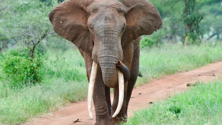 El Legado Oculto del Mamut Lanudo: ¿Qué Pasaría Si Hubiera Sobrevivido a la Era de Hielo?