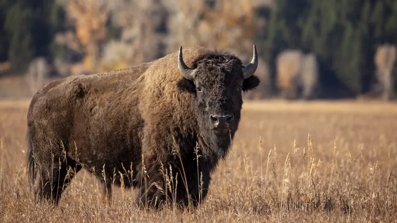 El Legado Oculto del Mamut Lanudo: ¿Qué Pasaría Si Hubiera Sobrevivido a la Era de Hielo?