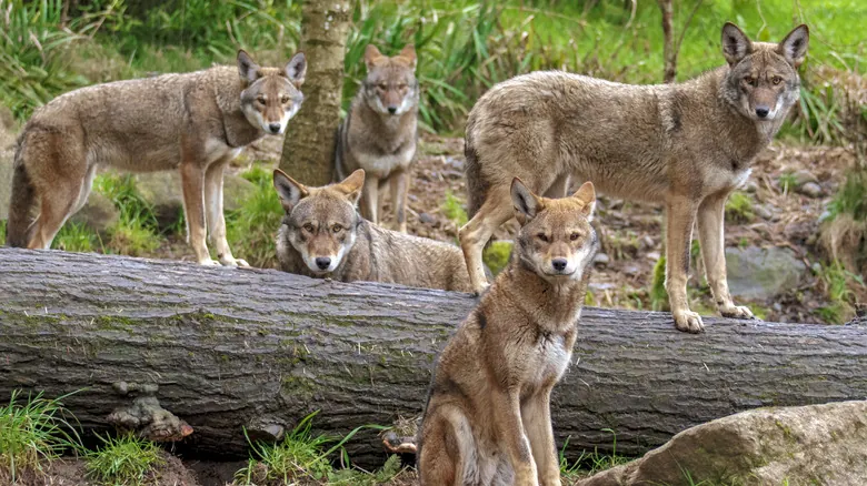 El Lobo Rojo: Una Especie Única de Norteamérica al Borde de la Extinción