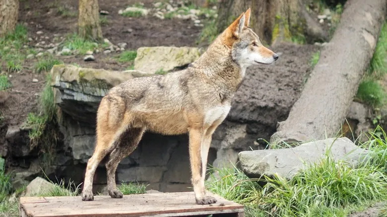 El Lobo Rojo: Una Especie Única de Norteamérica al Borde de la Extinción