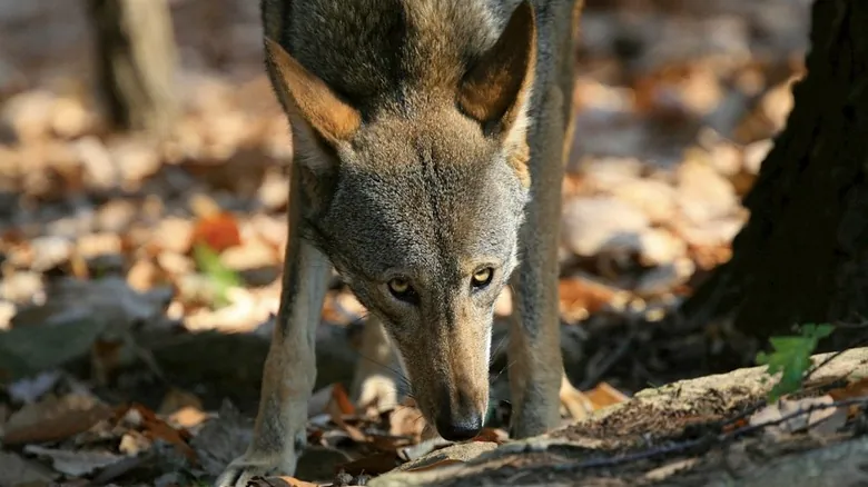 El Lobo Rojo: Una Especie Única de Norteamérica al Borde de la Extinción