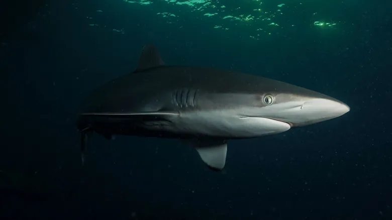 El Misterio de Kavachi: ¿Cómo Sobreviven los Tiburones en un Volcán Submarino Activo?