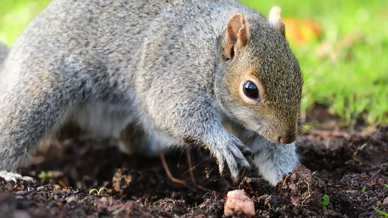 El Misterio de las Ardillas: Por Qué Entierran sus Nueces y sus Estrategias de Supervivencia