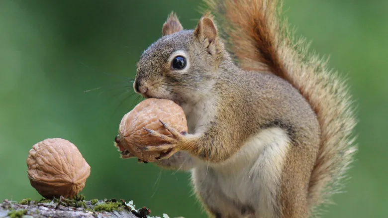 El Misterio de las Ardillas: Por Qué Entierran sus Nueces y sus Estrategias de Supervivencia