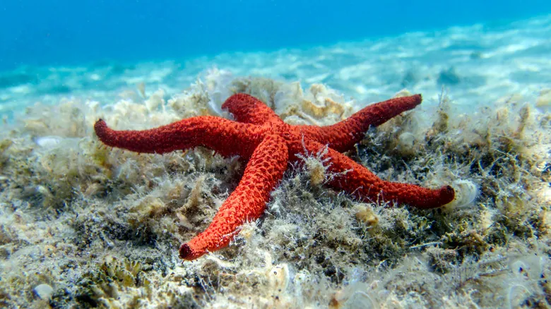 El Misterio de los Colores Submarinos: ¿Por Qué Desaparecen Bajo el Agua?