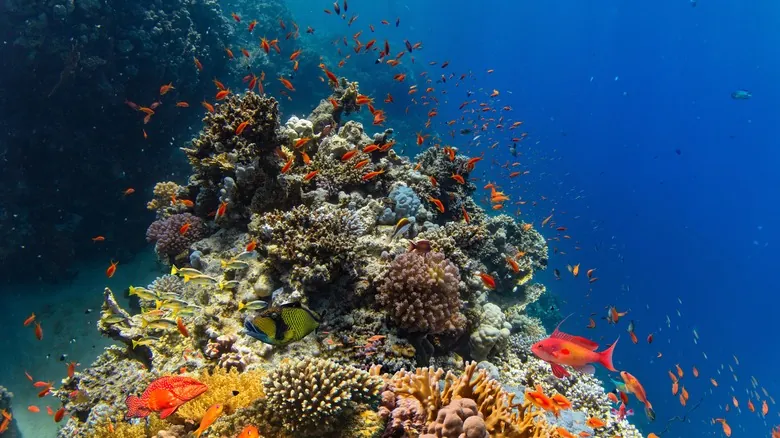 El Misterio de los Colores Submarinos: ¿Por Qué Desaparecen Bajo el Agua?