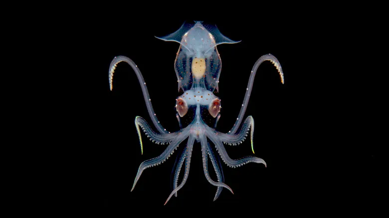 El Misterio de los Colores Submarinos: ¿Por Qué Desaparecen Bajo el Agua?