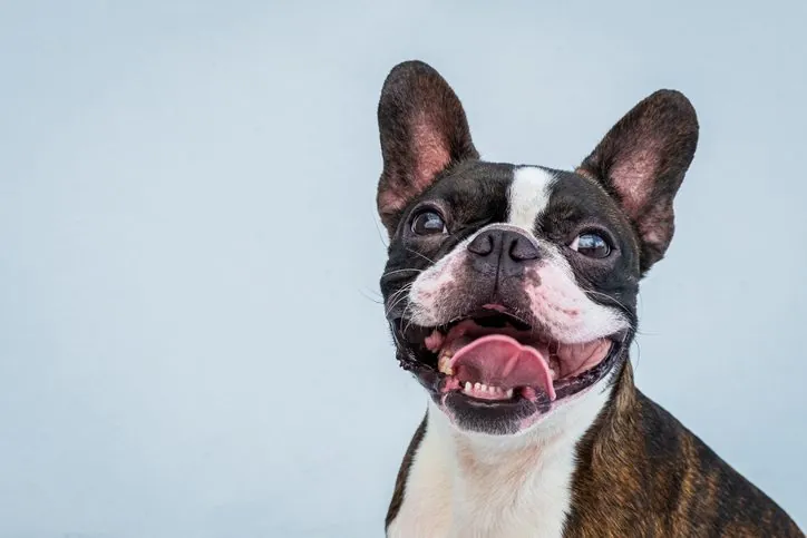 El Misterio del Bolsillo de Henry en Perros: ¿Por Qué Algunas Razas lo Tienen?