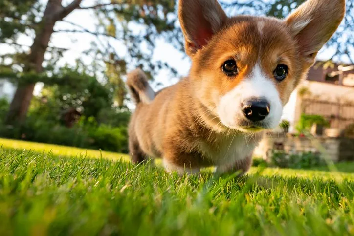 El Misterio del Bolsillo de Henry en Perros: ¿Por Qué Algunas Razas lo Tienen?