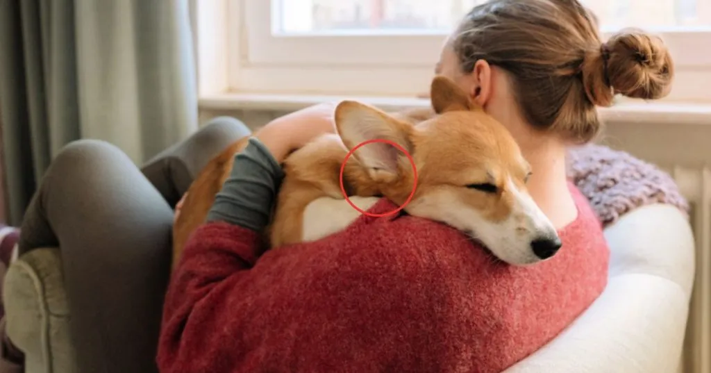 El Misterio del Bolsillo de Henry en Perros: ¿Por Qué Algunas Razas lo Tienen?