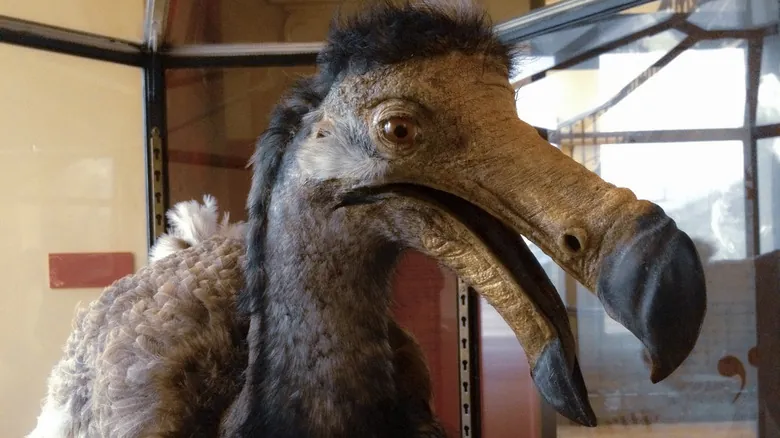 El Misterio del Dodo: Una Mirada Profunda a Su Extinción y Legado Ecológico