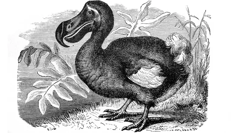 El Misterio del Dodo: Una Mirada Profunda a Su Extinción y Legado Ecológico