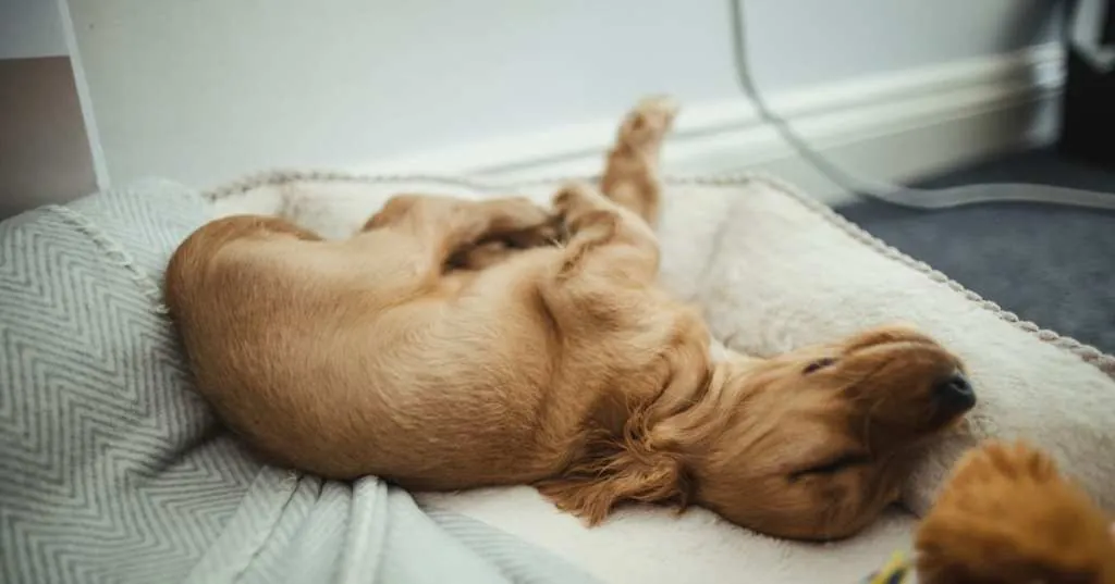 El Misterio del Sueño Canino: ¿Qué Sueñan Realmente Nuestros Perros?