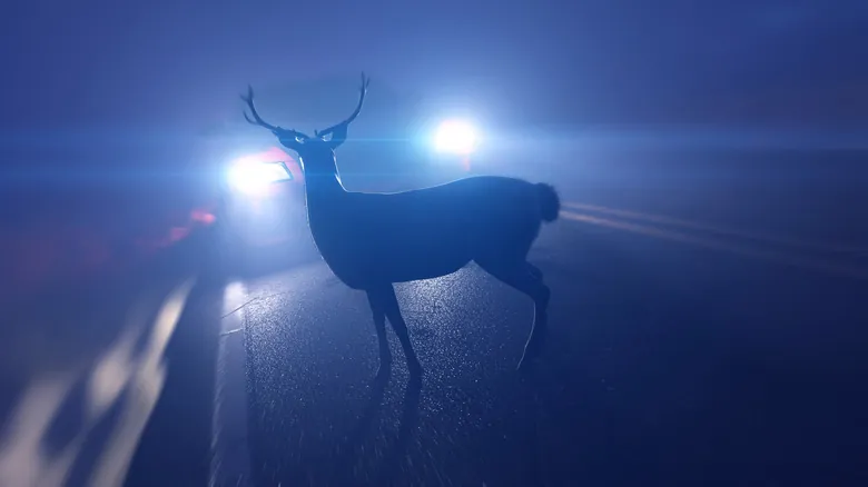 El Misterio del Venado Inmóvil en la Carretera: ¿Por Qué Se Quedan Estáticos Ante las Luces?