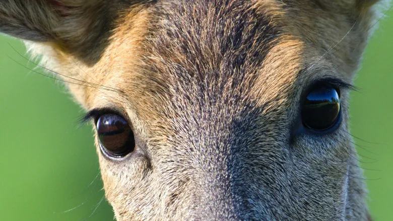 El Misterio del Venado Inmóvil en la Carretera: ¿Por Qué Se Quedan Estáticos Ante las Luces?