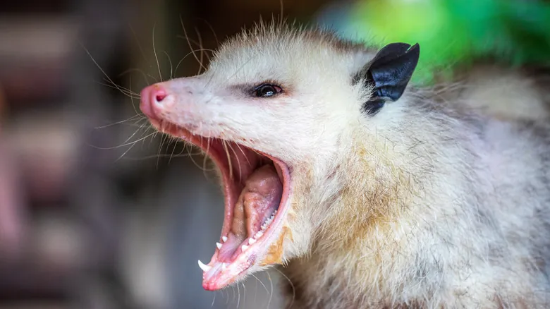 El Misterioso Arte de 'Hacerse el Muerto': La Tanatosis en Zarigüeyas y Otros Animales