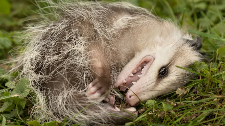 El Misterioso Arte de 'Hacerse el Muerto': La Tanatosis en Zarigüeyas y Otros Animales