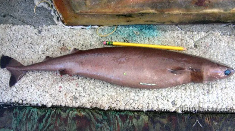 El Misterioso Tiburón Cortador de Galletas: Un Depredador Parásito del Océano Profundo