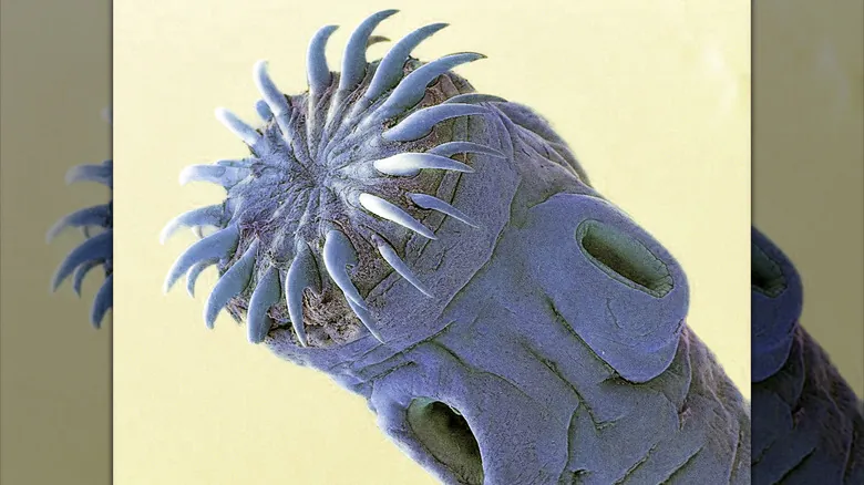 El Mundo Oculto: Revelaciones Fascinantes de Parásitos y Criaturas Bajo el Microscopio