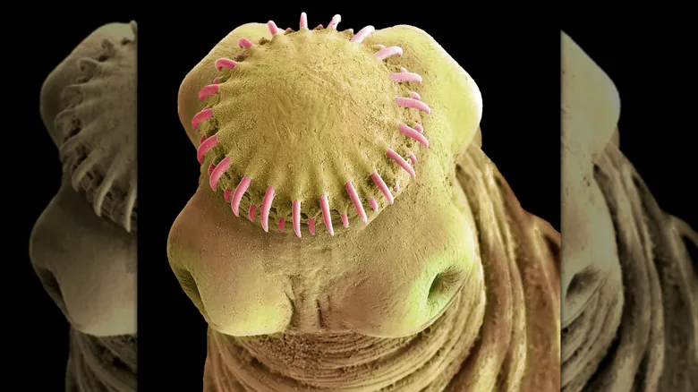 El Mundo Oculto: Revelaciones Fascinantes de Parásitos y Criaturas Bajo el Microscopio