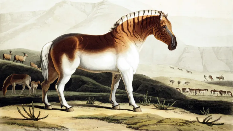 El Quagga: La Cebra de Llanura Sudafricana que Podría Volver del Pasado