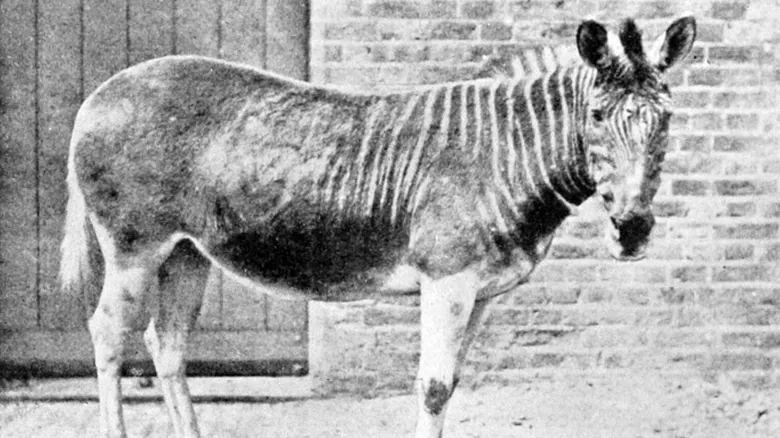 El Quagga: La Cebra de Llanura Sudafricana que Podría Volver del Pasado