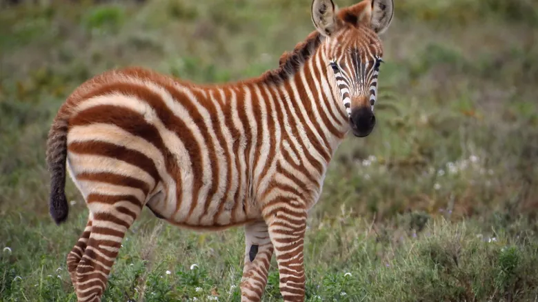 El Quagga: La Cebra de Llanura Sudafricana que Podría Volver del Pasado