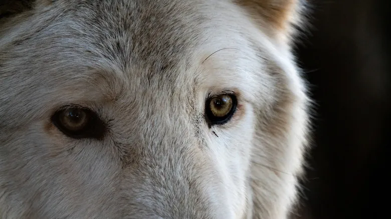 El Retorno del Lobo Terrible: Biotecnología y el Misterio de su Extinción Prehistórica