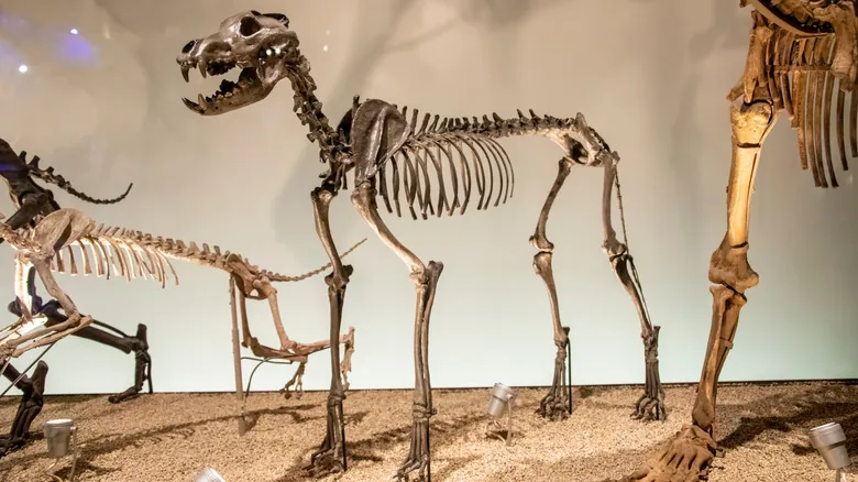 El Retorno del Lobo Terrible: Biotecnología y el Misterio de su Extinción Prehistórica