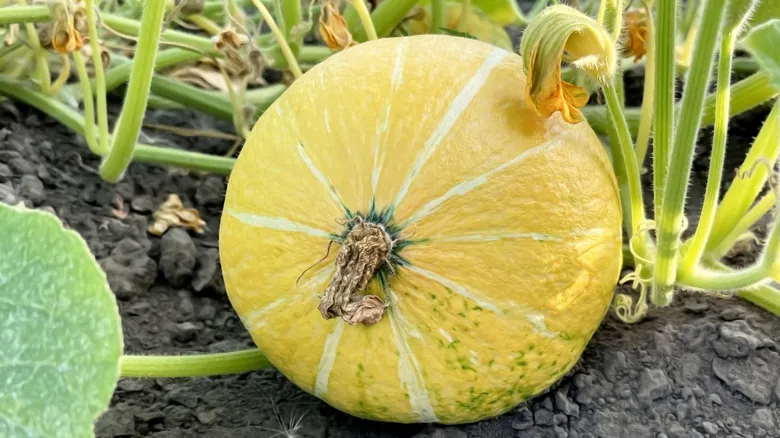 El Significado Oculto de los Colores de Calabazas en Halloween: Una Guía para la Inclusión