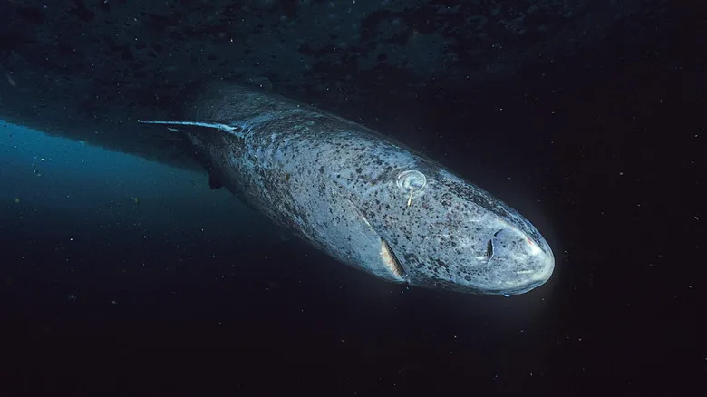 El Tiburón de Groenlandia: Descubriendo los Secretos de la Vida Más Larga del Planeta