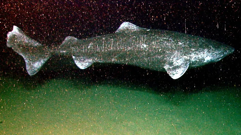 El Tiburón de Groenlandia: Descubriendo los Secretos de la Vida Más Larga del Planeta