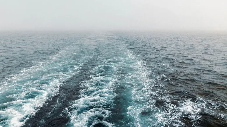 El Tiburón de Groenlandia: Descubriendo los Secretos de la Vida Más Larga del Planeta