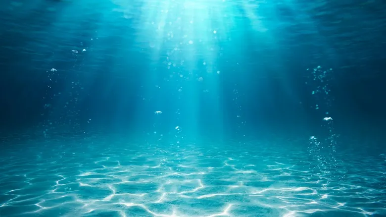 El Tiburón de Groenlandia: Descubriendo los Secretos de la Vida Más Larga del Planeta