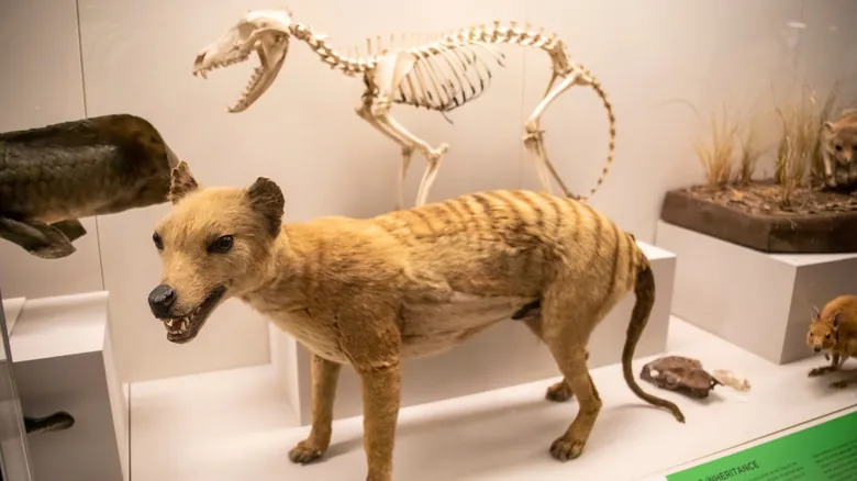 El Tigre de Tasmania: Un Viaje a Través de su Historia, Extinción y el Impacto en el Ecosistema