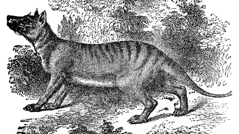 El Tigre de Tasmania: Un Viaje a Través de su Historia, Extinción y el Impacto en el Ecosistema