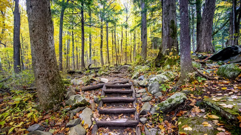 Elkmont Ghost Town: Explorando las Huellas de un Pasado Olvidado en Tennessee
