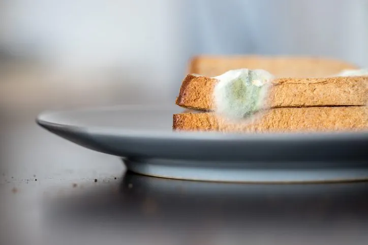 ¿Es Seguro Comer Moho en Alimentos? Guía Completa y Riesgos