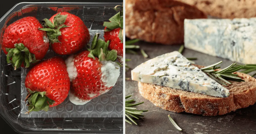 ¿Es Seguro Comer Moho en Alimentos? Guía Completa y Riesgos