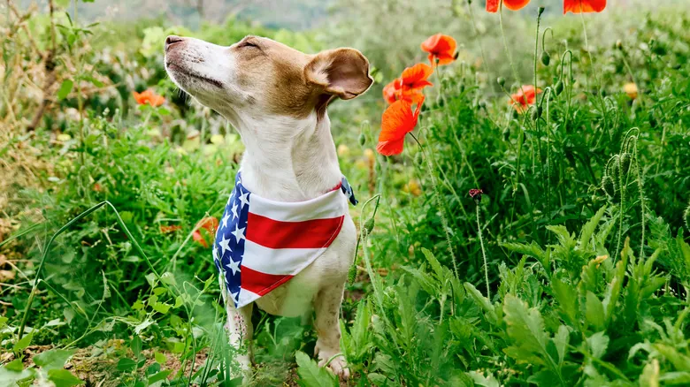 Escape de la Ansiedad: Cómo Proteger a tu Perro de los Fuegos Artificiales con un Campamento Tranquilo