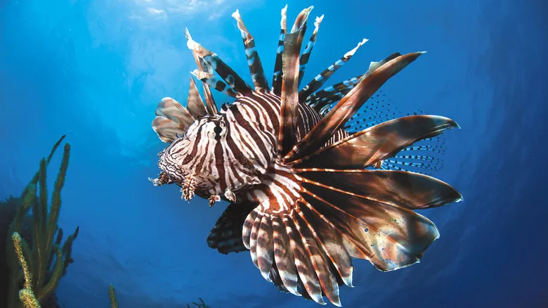 Especies Invasoras: Amenazas Silenciosas que Remodelan Nuestros Ecosistemas Globales