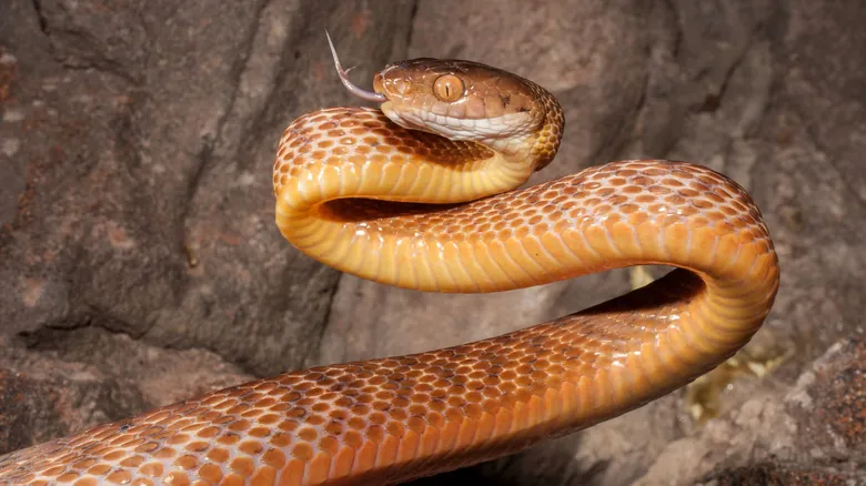 Especies Invasoras: Amenazas Silenciosas que Remodelan Nuestros Ecosistemas Globales