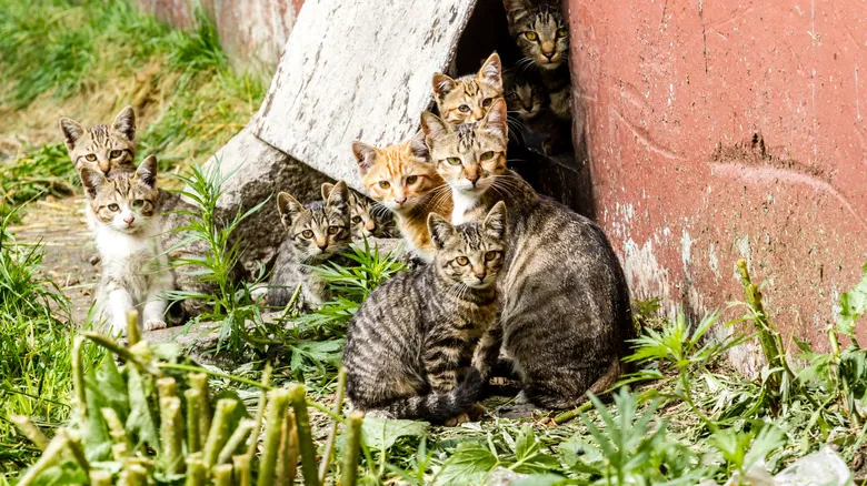 Especies Invasoras: Amenazas Silenciosas que Remodelan Nuestros Ecosistemas Globales